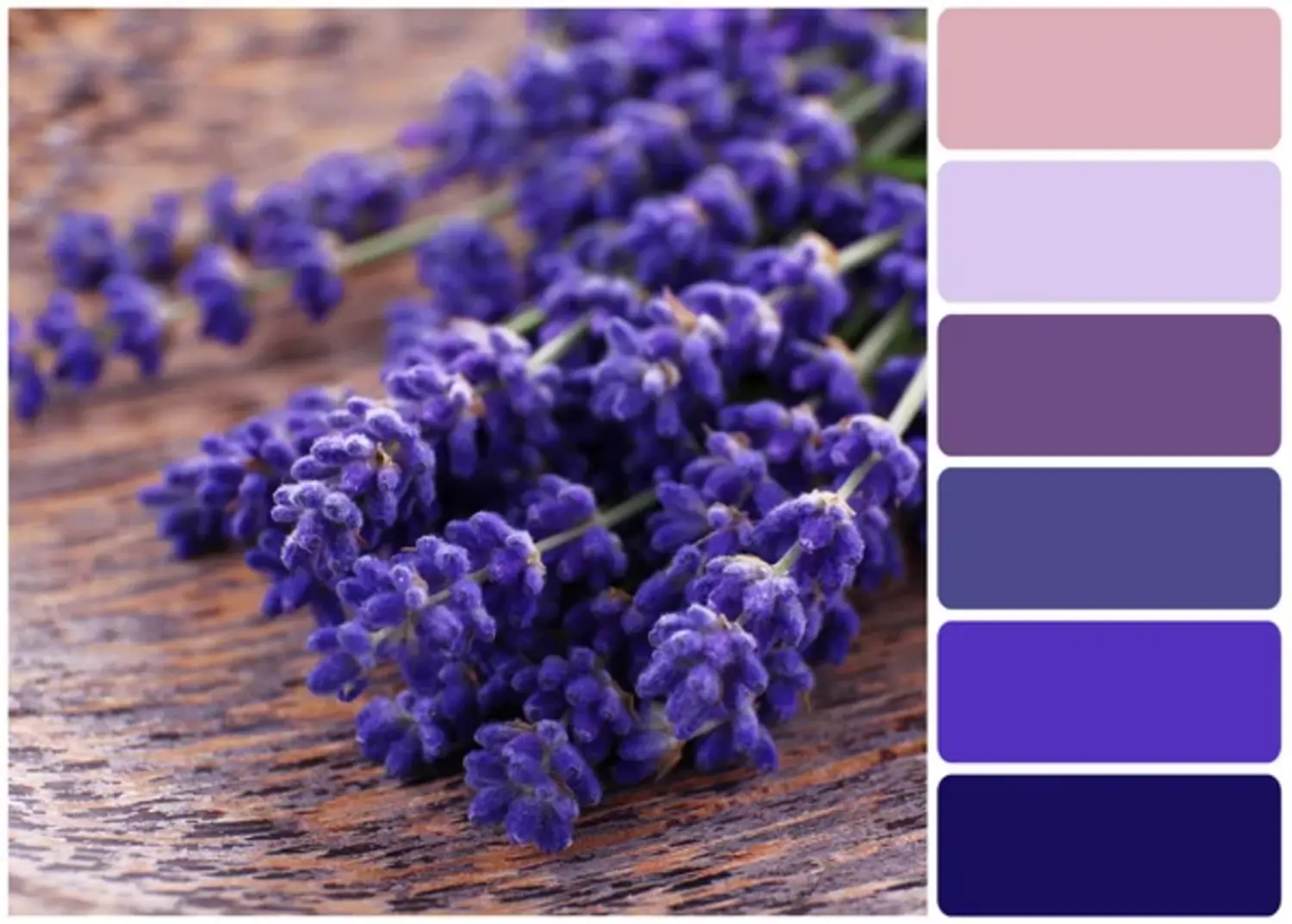 Lavender: Enchanting Whimsy